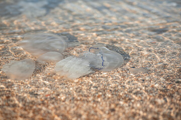 beautiful marine large transparent jellyfish on the seashore