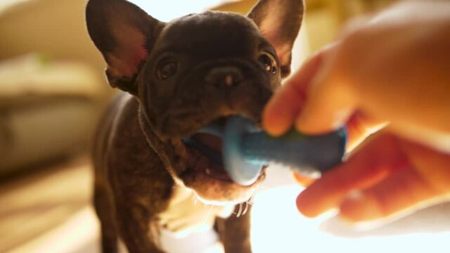 Baby boy french bulldog puppy learning to bite toys