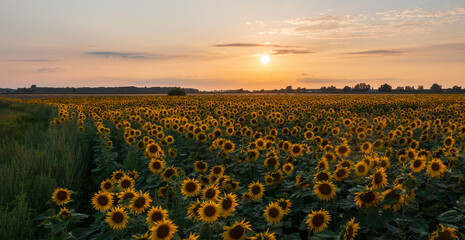 Sunflower field in summertime sunset light