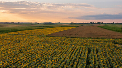 Fototapeta na wymiar Sunflower and Corn fields diagonal view