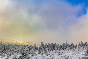 Sunshine on snowed in icy fir trees Brocken Harz Germany