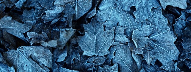 Maple leaves covered with crystal clear hoarfrost. Texture, background, wallpaper, graphic resources. Mysterious blue color. Atmospheric landscape. Winter wonderland. First snow, climate change © Alex Stemmer