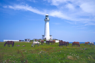 青森県、東通村、尻屋崎灯台と寒立馬 © YUICHI SUZUKI