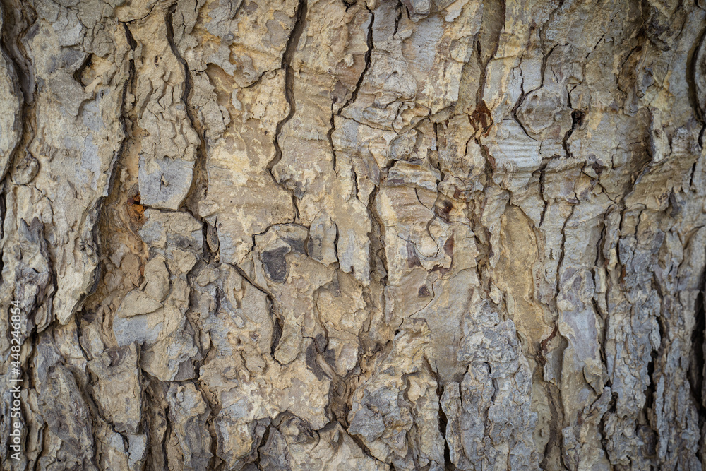 Poster abstract tree bark pattern for background￼.