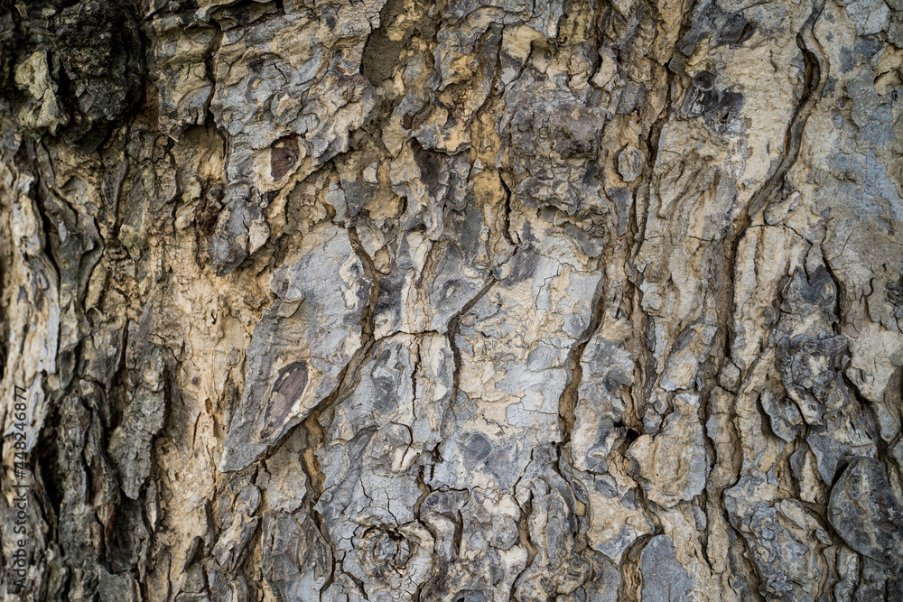 Poster abstract tree bark pattern for background￼.