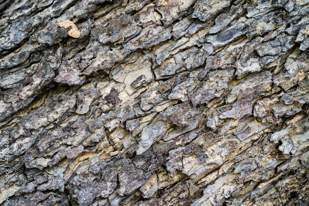 Poster abstract tree bark pattern for background￼.