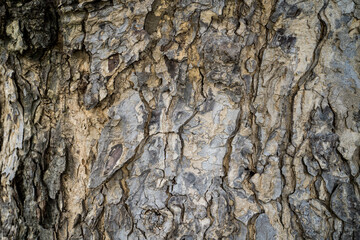 Abstract tree bark Pattern for background￼.