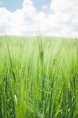 Obraz premium green wheat field in summer