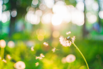 white fluffy dandelion on the blurred background of a beautiful sunset