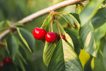 ripe red cherries on a tree branch