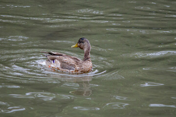duck, bird, water, nature, lake, animal, wildlife, mallard, swimming, pond, goose, wild, feather, river, beak, duckling, swim, birds, waterfowl, wing, blue, feathers, fly, brown, fowl, geese, spring, 