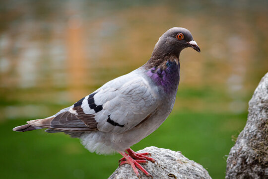 Pombo domestico, Aveiro, Portugal