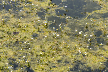 Blühender Hahnrnfuß im Teich