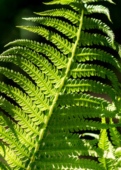 Fern leaf close-up