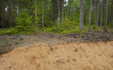 Sandy ditch in evergreen forest. Mighty trees, plants, moss, tree logs. Atmospheric summer...