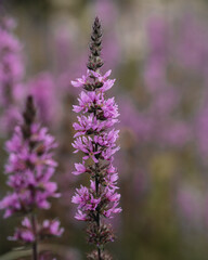 Obraz premium bee on lavender