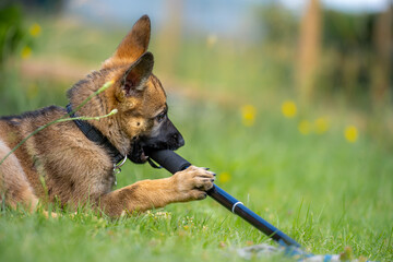 Dog portrait of a nine weeks old German Shepherd puppy. Green grass background. Sable colored, working line breed
