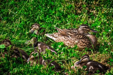 Wild duck with ducklings in the grass