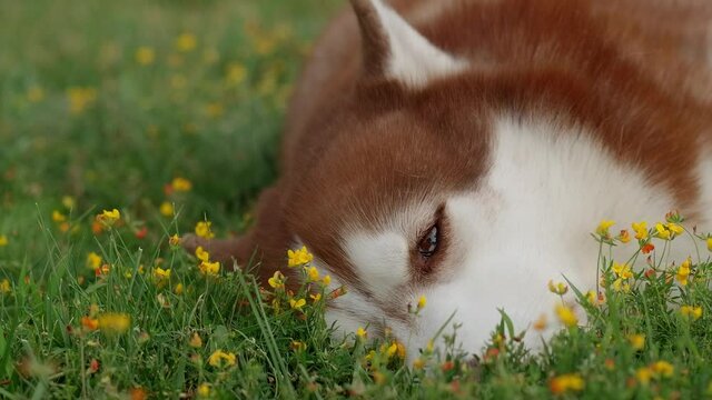 Husky dog on the green grass, hot weather for the pet. Motion on the meadow, happy dog. Food for dogs advertisement