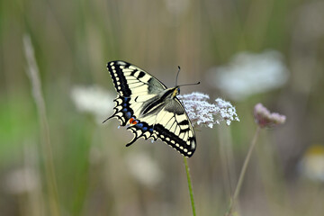 Schwalbenschwanz // Yellow swallowtail (Papilio machaon)