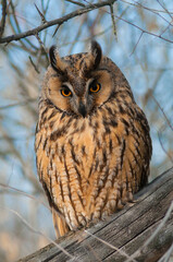Long-eared owl
