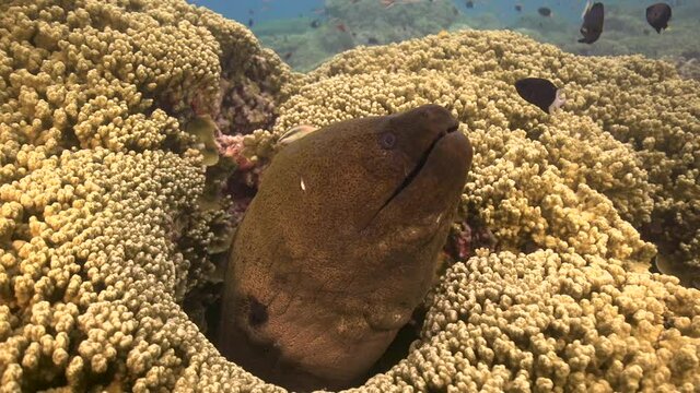 Close shot of a Giant moray eel is getting cleaned by a cleaner wrasse on a tropical coral reef. Cleaner fish swims in and out of morays mouth