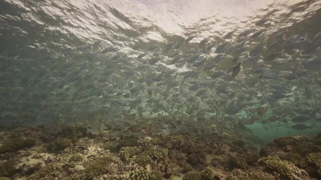 Beautiful scenic backlight shot of a school of fish resting in shallow water of a tropical coral reef. Shot against the water surface and the sun.