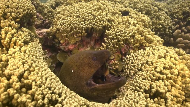 Giant moray eel is getting cleaned by a cleaner wrasse on a tropical coral reef. Cleaner fish swims in and out of morays mouth