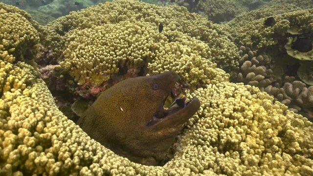 Giant moray eel is getting cleaned by a cleaner wrasse on a tropical coral reef. Cleaner fish swims in and out of morays mouth