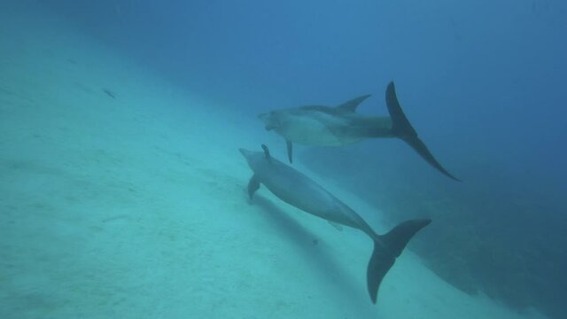 Bottlenose dolphins play on a sandy bottom, swim up to the surface