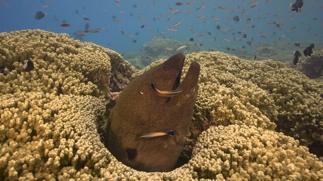 Close shot of a Giant moray eel is getting cleaned by a cleaner wrasse on a tropical coral reef. Cleaner fish swims in and out of morays mouth