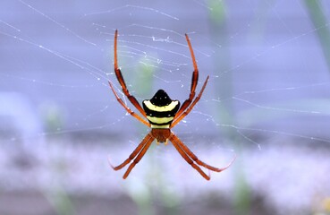 Argiope reinwardti