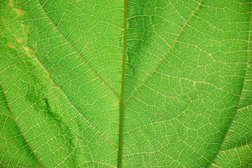 Abstract green leaf texture close-up for background