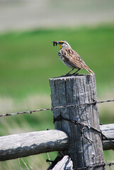 A meadow lark with a snoot full of worm for her young 