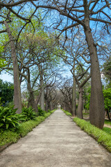 Botanical garden of Palermo, Sicily