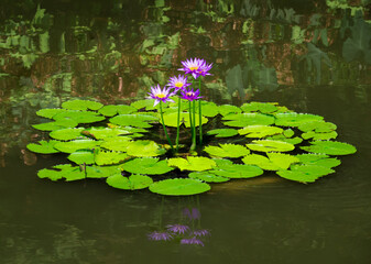 intensely purple flowers rise above the green of lilypad leaves in a formal Durham garden.