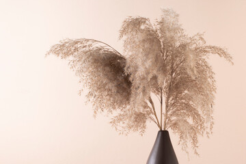 Decorative pampas grass, reeds in a vase on a pastel light background.