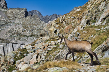 Chamois du Parc National du Mercantour