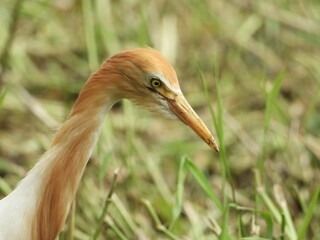 Cattle egret