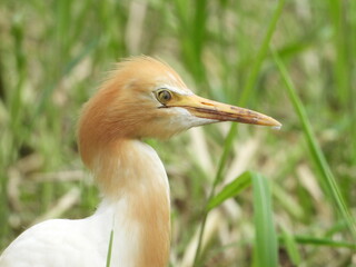 Cattle egret