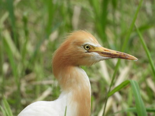 Cattle egret