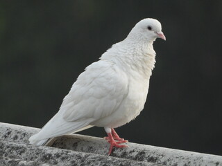 white dove on the rock