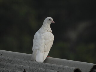 white dove on the rock