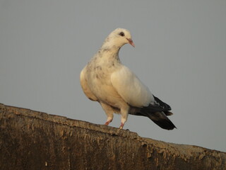 dove on the roof