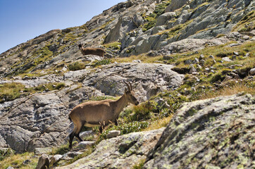 Chamois du Parc National du Mercantour