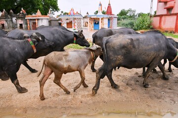Buffalos group on Indian Village Street