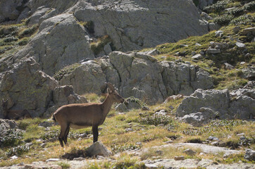Chamois du Parc National du Mercantour