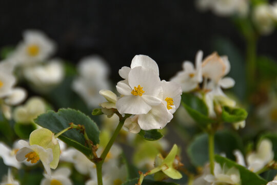 Close-up of a white begonias in a park bed in natural daylight with bokeh of other begonias.