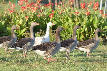 A flock of ducks walking in a row in a Park of Rota, Spain