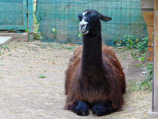 close up of a lama - zoo © Herman Vlad